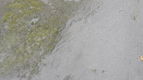 A high angle shot captures grey volcanic sand. Green moss grows on the damp.. 写真素材
