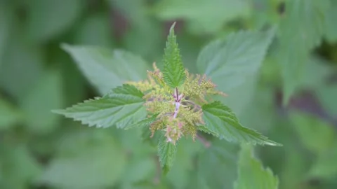 A high angle shot of common nettles in a field under the sunlight at daytime Stock Footage 133218270