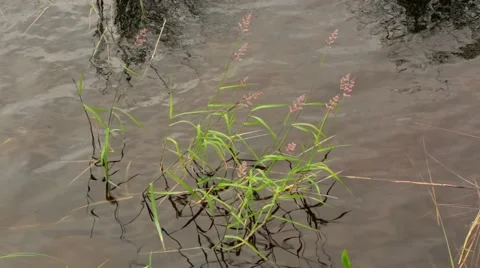 High angle shot of Common reed stems at a lake Stock Footage 54501616