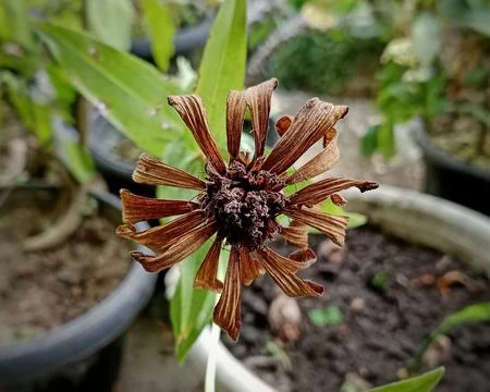 High angle shot of a completely dried brown Zinnia flower Stock Photos