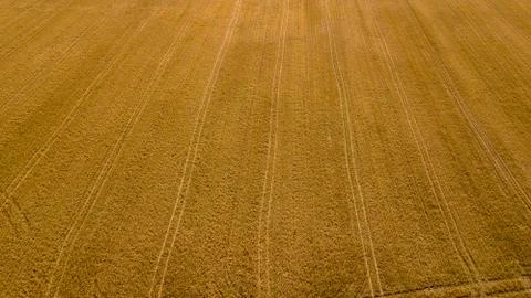 High-angle shot of cornfields before harvesting Stock-Fotos