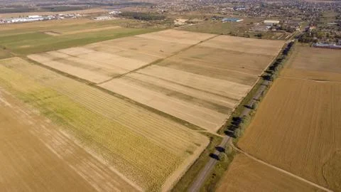 High-angle shot of cornfields before harvesting Stock-Fotos