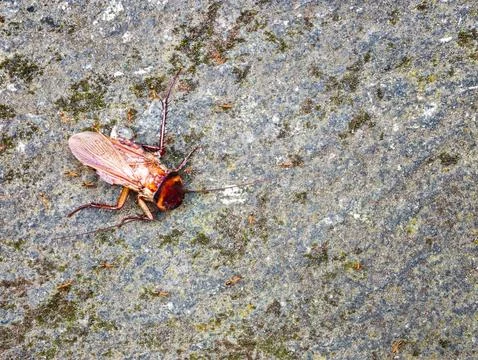 High angle shot of a dead cockroach surrounded by ants Stock Photos