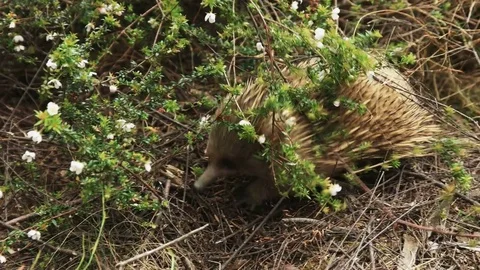 High angle shot of an echidna at cape pillar in tasmania Stock Footage 72487087