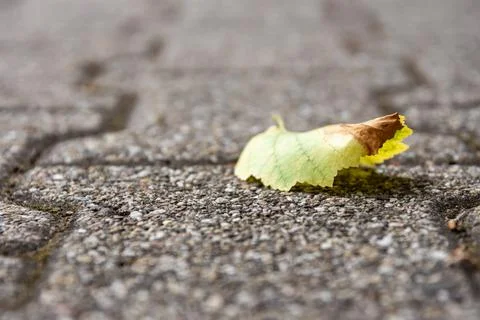 High angle shot of a fallen dried tree leaf on cracked asphalt under sunlight Stock Photos