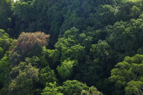 High angle shot of forest Stock Photos