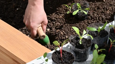 High angle shot of gardener taking seedlings out of the reused plastic cups Stock Footage 128054346
