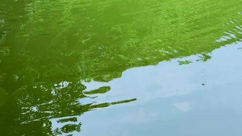 High angle shot of green tree reflections mixing with a light blue sky on a.. Stock Footage 337583357