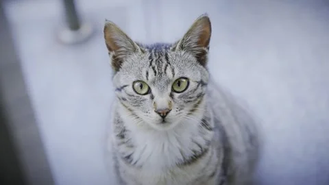 High-Angle Shot of a Grey Tabby Cat Staring Up Stock Footage 339730810