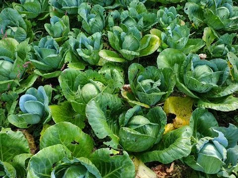 High angle shot of group of cabbage damaged by insects, Cabbage with holes Stock Photos