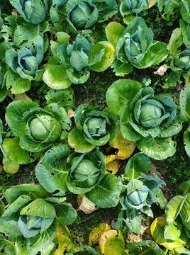 High angle shot of group of cabbage damaged by insects, Cabbage with holes Stock Photos