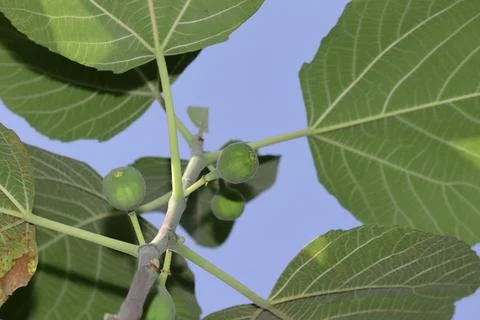 High angle shot of Growing small green raw organic fresh hybrid fig fruit Stock Photos