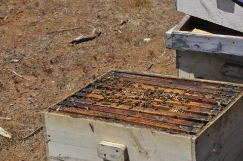 High angle shot of hard-working bees creating a delicious honeycomb in a hive 写真素材