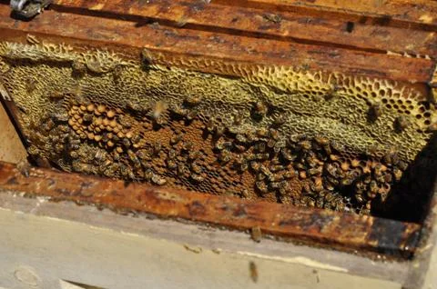 High angle shot of hard-working bees creating a delicious honeycomb in a hive Stock Photos