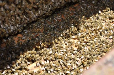 High angle shot of hard-working bees creating a delicious honeycomb in a hive Stock Photos
