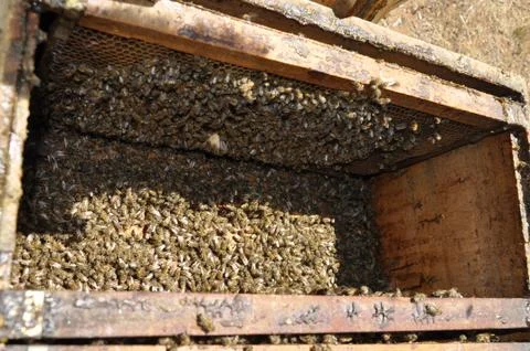 High angle shot of hard-working bees creating a delicious honeycomb in a hive Stock Photos