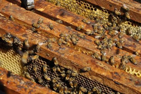 High angle shot of hard-working bees creating a delicious honeycomb in a hive 写真素材