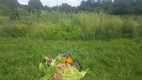 High angle shot of harvested vegetable pile on grass next to lush green garden Vídeos de archivo 78698177