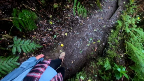 High angle shot of hiker walking through ferns in a green lush forest Stock Footage 197189700