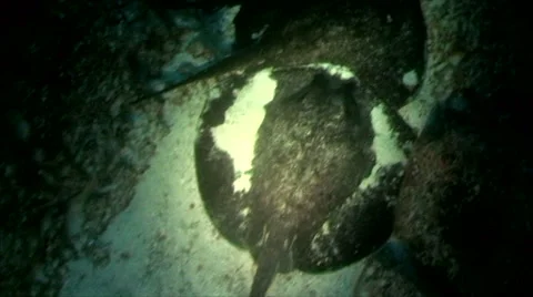 High angle shot of huge group of stingrays during night dive Stock Footage 42900865