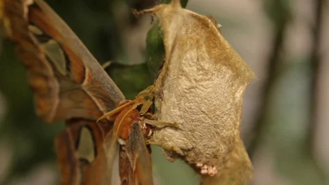 High angle shot of a huge moth Stock Footage 95821658