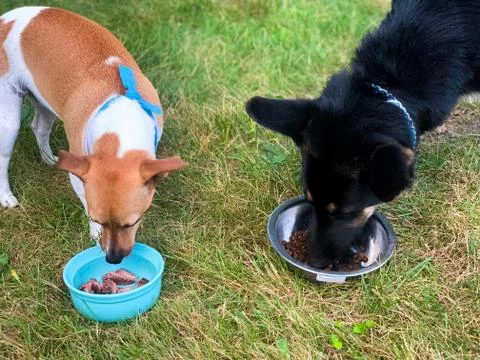 A high angle shot of a Jack Russell and German Shepherd eating their meal whi Stock Photos