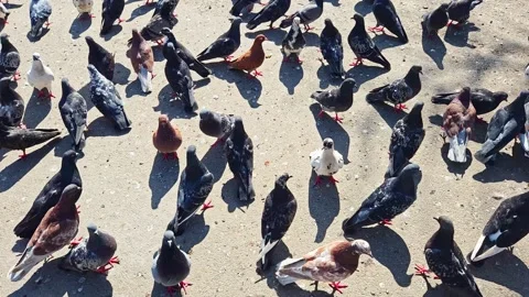 High angle shot of a large flock of pigeons walking on concrete ground Stock-Footage 337653958