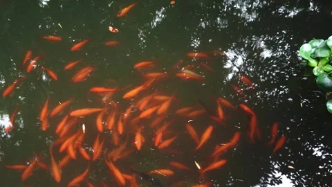 A high-angle shot of a large group of vibrant orange koi or goldfish swimming Stock Footage 346396166