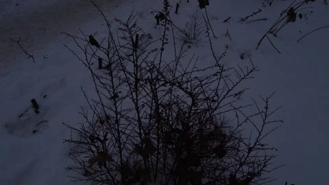 High-angle shot of a leafless, dormant shrub standing in a snowy field during Stock Footage 333874330