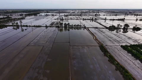 High Angle Shot Of Low Water Levels In Rice Paddies Stock Footage 340488836