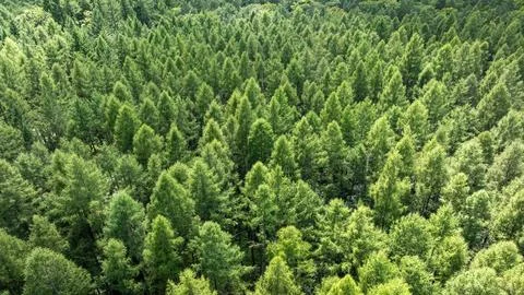 High-angle shot of a lush, endless rainforest in Poland. Stock Photos
