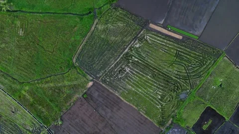 High-angle shot of lush green agricultural farmland. Stock Footage 336024758