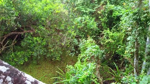 High-angle shot of a lush, tropical jungle floor covered in dense green Video stock 331051302