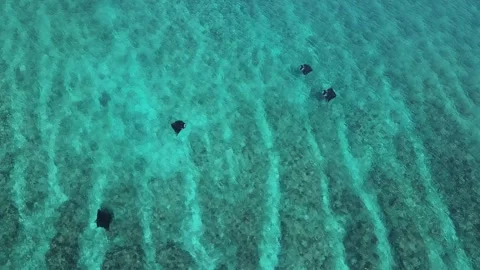 High Angle Shot of Manta Rays in Open Water Stock Footage 279918530