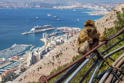 High angle shot of a monkey hanging out in the city at the beach in Gibraltar 库存照片