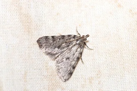 High angle shot of a moth on the fabric under the lights Stockfoto's