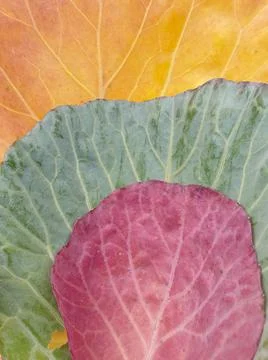 High angle shot of multi colored cabbage leaves in autumn season Stock Photos