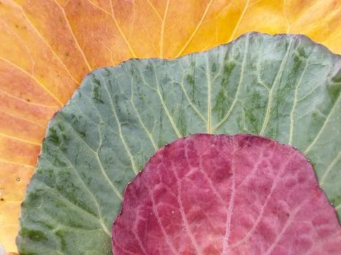 High angle shot of multi colored cabbage leaves in autumn season Stock Photos