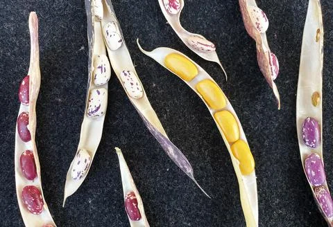 High angle shot of opened kidney beans pod, Group of opened colorful kidney bean Stock Photos