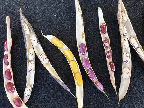 High angle shot of opened kidney beans pod, Group of opened colorful kidney bean Stock Photos