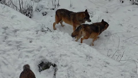 High-angle shot of a pack of grey wolves standing on the snow in Finland Stock Footage 344804446