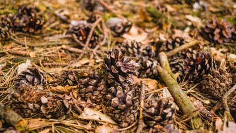 A high angle shot of pine cones and dried branches on the ground under the sun Stock Photos