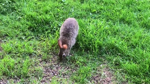 A High Angle Shot of a Rabbit Eating Stock Footage 197049265