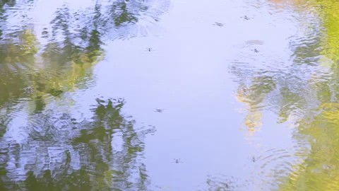 A high angle shot of a reflective lake surface with bugs Stock Footage 139461119