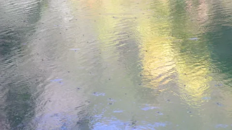 A high angle shot of a reflective lake surface with bugs Stock Footage 139461404