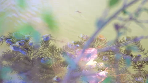 A high angle shot of a reflective lake surface Stock Footage 139463467