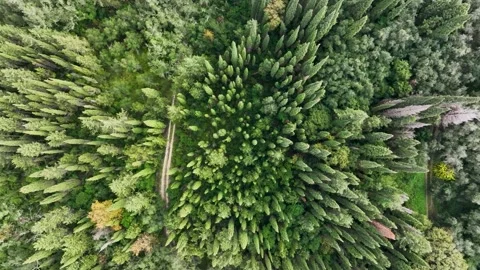 A high-angle shot reveals a dense forest with varied greenery. Paths meander Stock Footage 296794506
