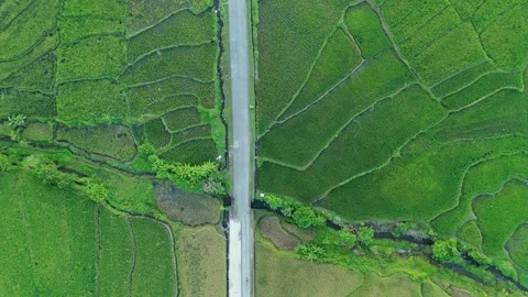 High angle shot reveals lush rice fields split by a narrow road. Vídeos de archivo 333684086