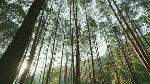 High angle shot, rotated view of the trees in the forest. Through the midday sun Stock Footage 229244466