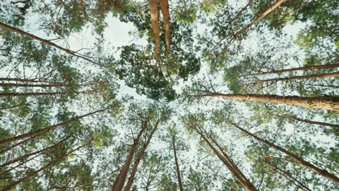 High angle shot, rotated view of the trees in the forest. Through the midday sun Stock-Footage 229244705